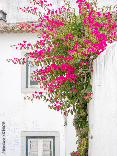 Portugal, Obidos. Hot pink bougainvillea vine growing over a white wall in the walled town of Obidos.