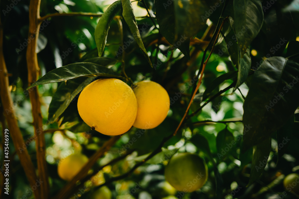 Beautiful ripe yellow lemons on tree in garden. Appetizing citrus fruits.