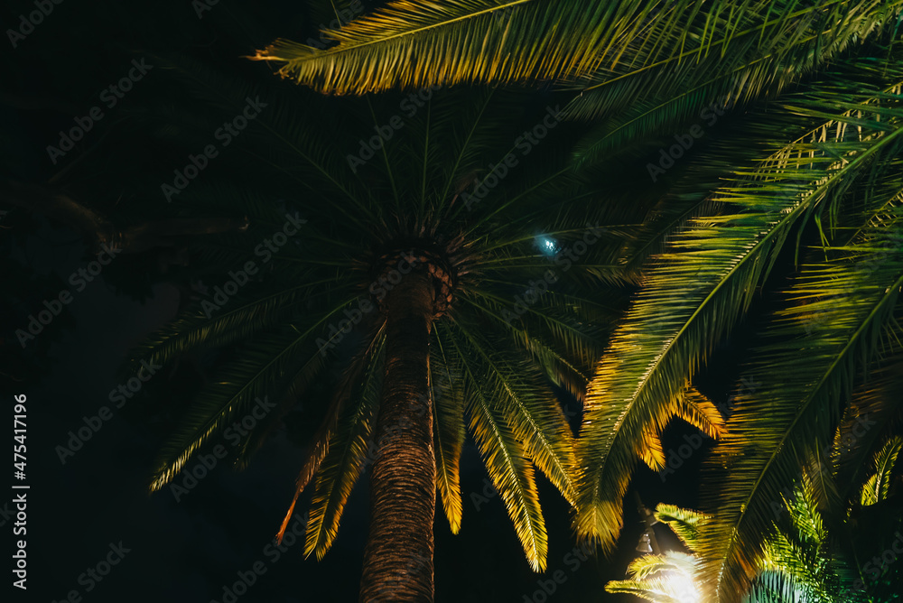 Branches of date palm tree under night sky. Amazing natural background. Looking up, summer vacation concept. Scene on tropical island beach.