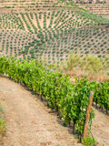 Portugal, Douro Valley. Vineyard along with patterns of an olive grove.