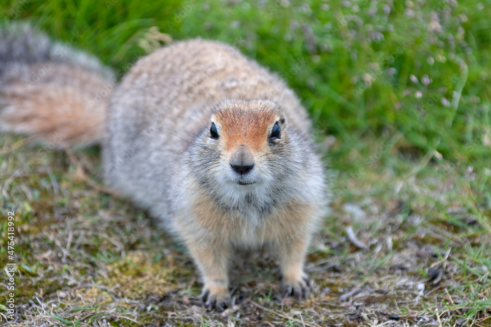 Ground squirrel, Chukchi Peninsula, Russian Far East Ground squirrel, Chukchi Peninsula, Russian Far East