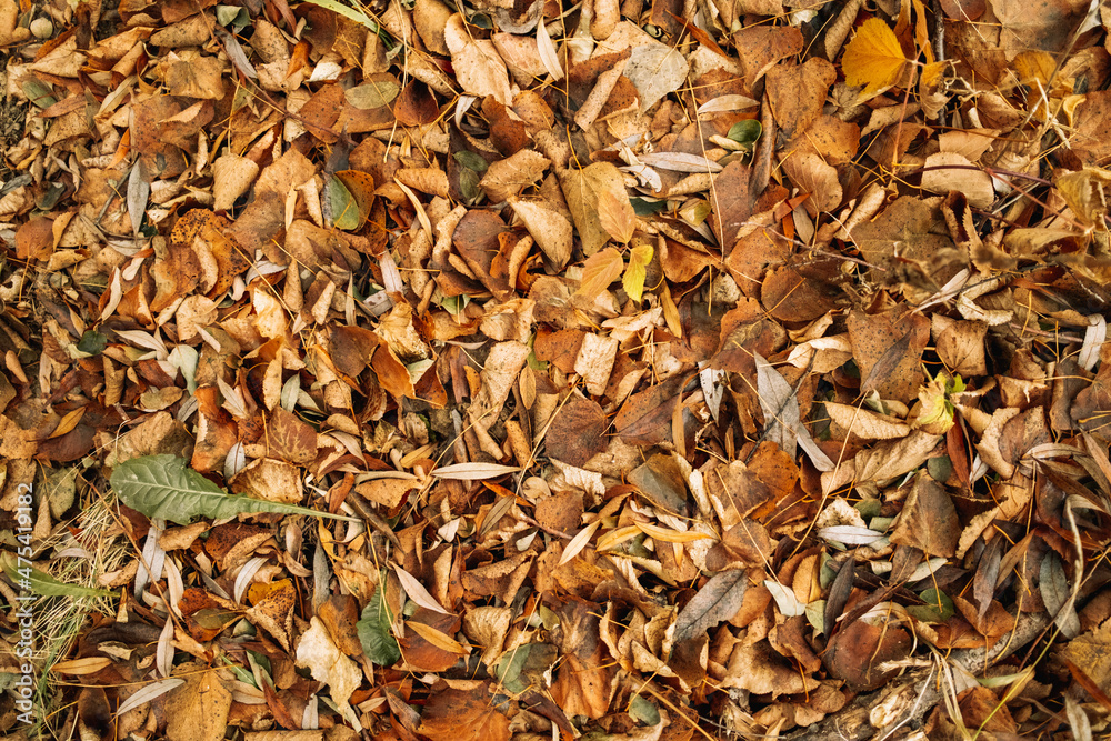 Yellow and orange leaves on forest ground. Natural autumn background.