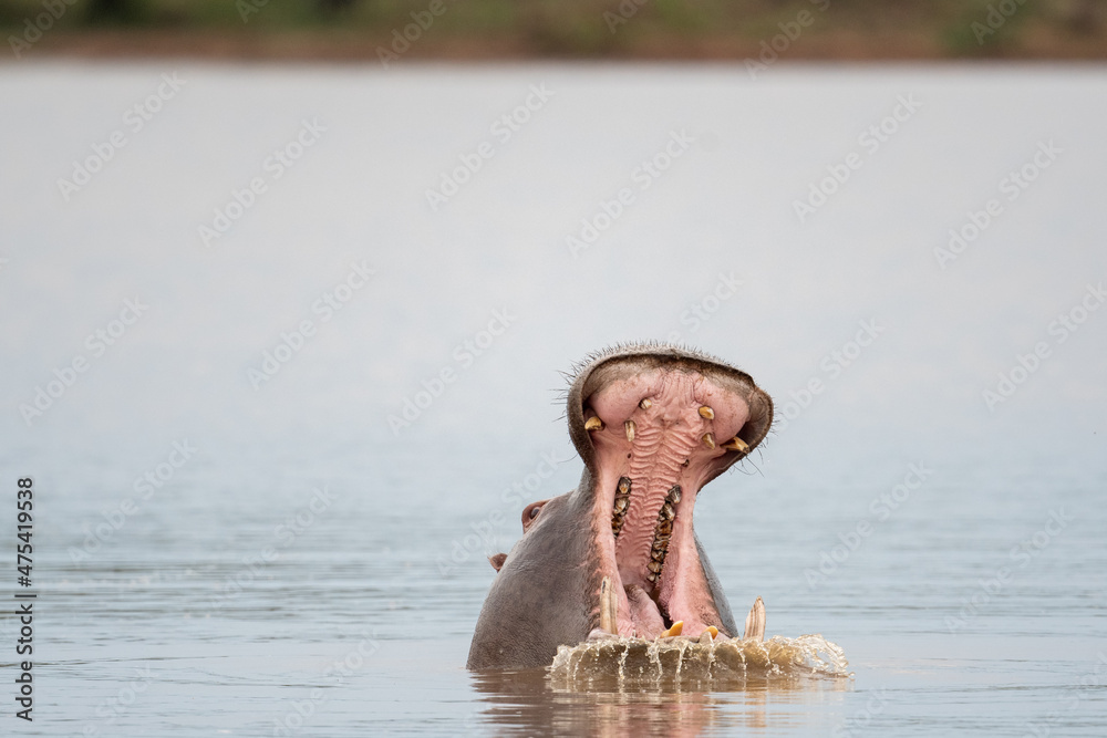 Fototapeta premium Hippo yawning in a lake