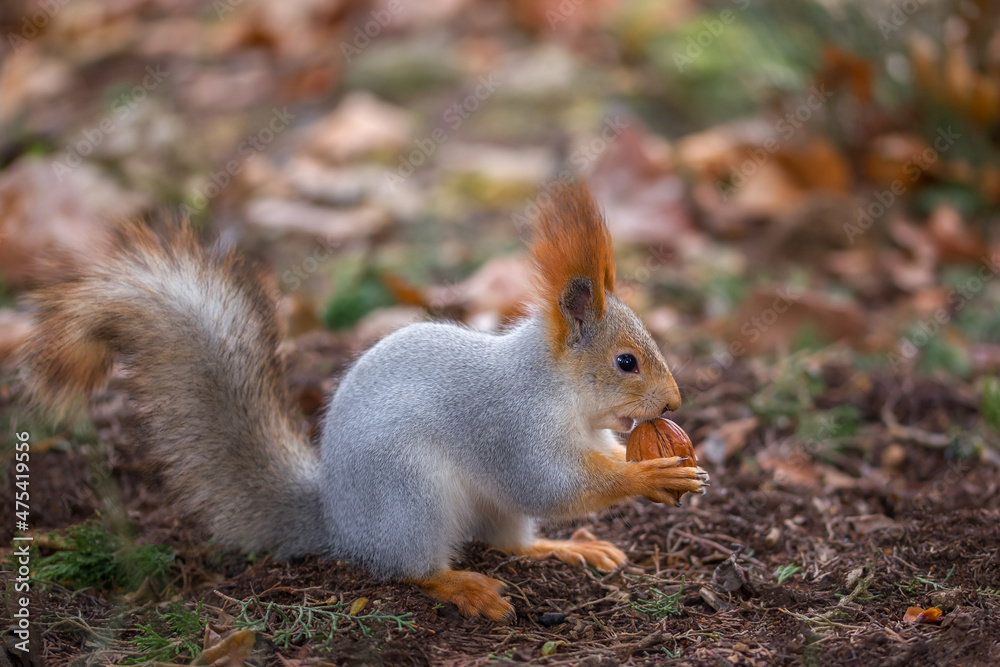 A very cute fluffy squirrel eats nuts. Feeding animals in the park, the concept of animal care A very cute fluffy squirrel eats nuts. Feeding animals in the park, the concept of animal care