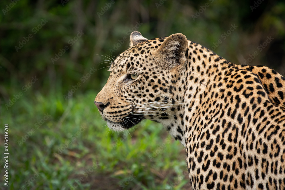 Fototapeta premium Portrait of leopard in Sabi Sand
