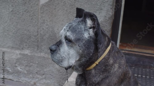 Old Cane Corso dog sitting and looking into distance.