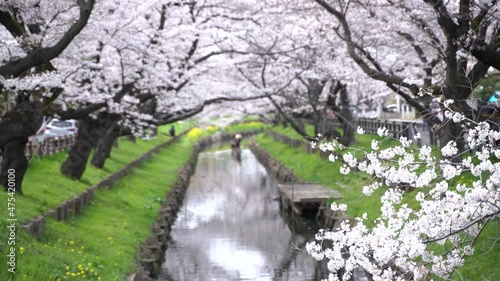 埼玉県　川越市 新河岸川 満開の桜 photo