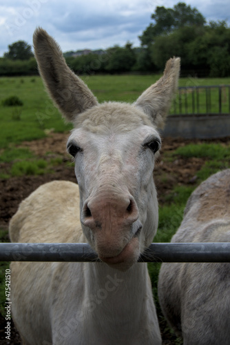 Vertical shot of adomestic donkey face on a farm photo