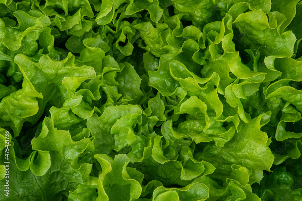 Closeup shot of fresh green lettuce texture - obrazy, fototapety, plakaty 