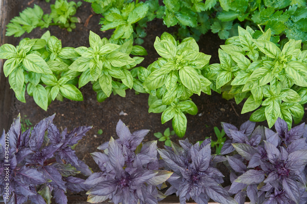 Close-up of purple and green basil growing on a flower bed in the ...