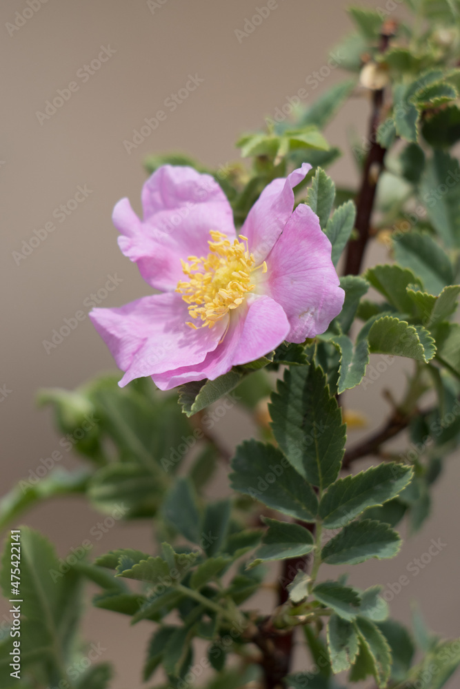 Pink flowering solitary cymose corymb of Interior Wildrose, Rosa Woodsii, Rosaceae, native in the San Bernardino Mountains, Summer. Pink flowering solitary cymose corymb of Interior Wildrose, Rosa Woodsii, Rosaceae, native in the San Bernardino Mountains, Summer.