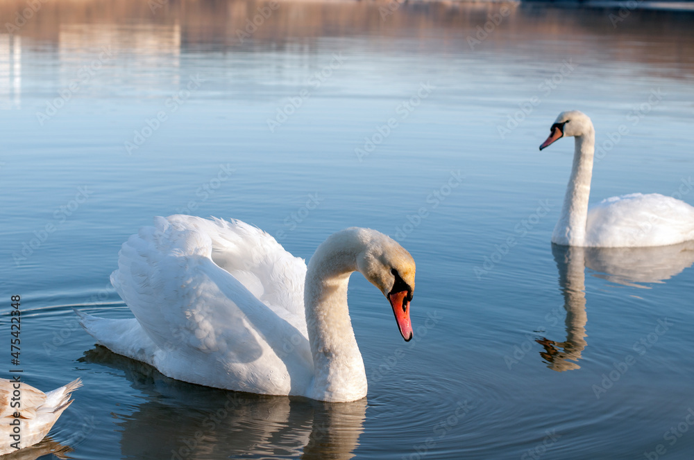 Obraz premium white swans group on the lake swim well under the bright sun