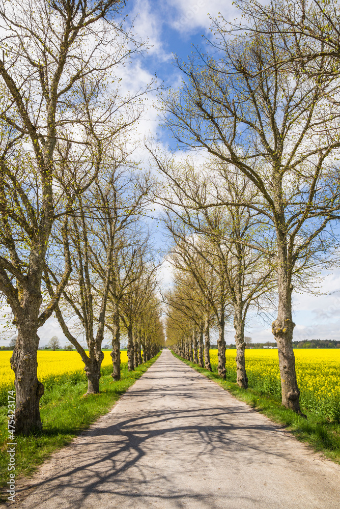 Sweden, Gotland Island, Romakloster, country road with yellow springtime flowers