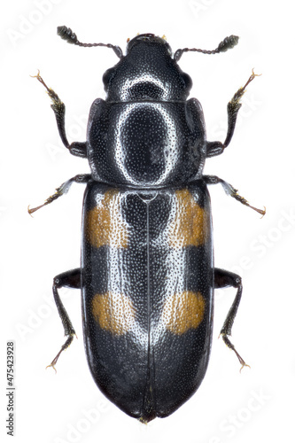 Glischrochilus quadripunctatus sap beetle specimen photo