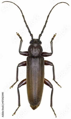 Arhopalus rusticus beetle specimen photo