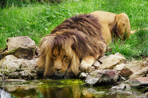 Fototapeta Naklejka Na Ścianę i Meble -  An adult lion drinks water by a pond.