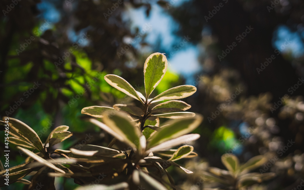 Obraz premium Green foliage