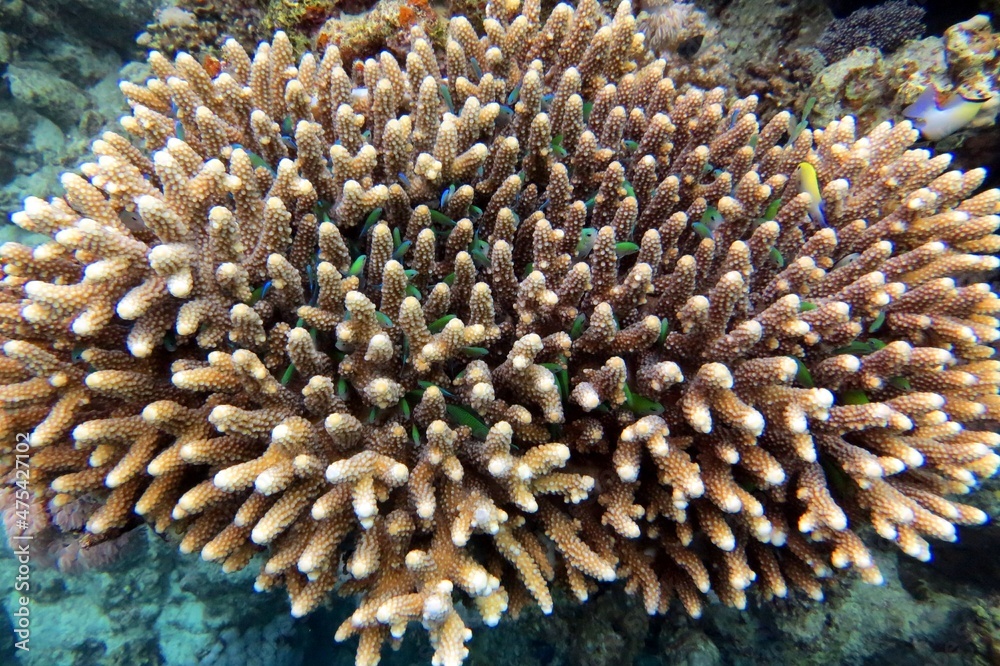Hard coral reefs Hard coral reefs