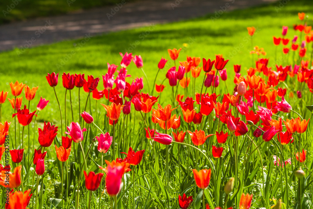 Sweden, Oland Island, Borgholm, Solliden Slott palace, Swedish Royal Family summer palace, palace gardens, springtime