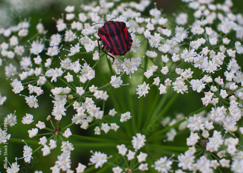 Closeup shot of a strip bug (Graphosoma italicum) on Falcaria Vulgaris flower in the garden photo