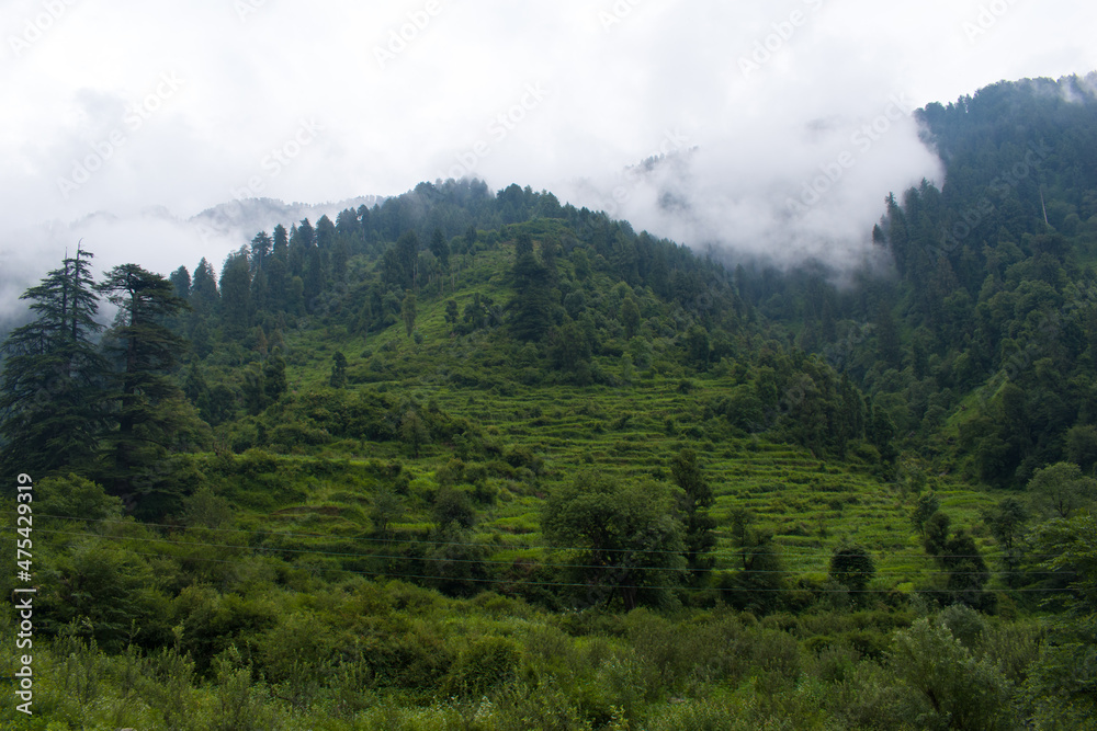 Obraz premium Beautiful greenery and cedar trees in himachal pradesh, India. himalayan range