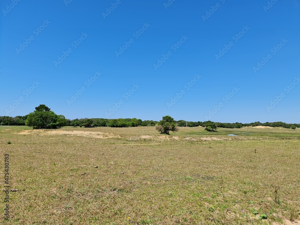 campo, pasto, fazenda, agronegócio, pecuária campo, pasto, fazenda, agronegócio, pecuária