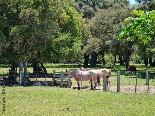 cavalo, criolo, pecuária, natureza, campo, pasto photo