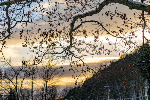 Snow covered maple tree branch with dried leaves in front of yellow sunset with clouds.