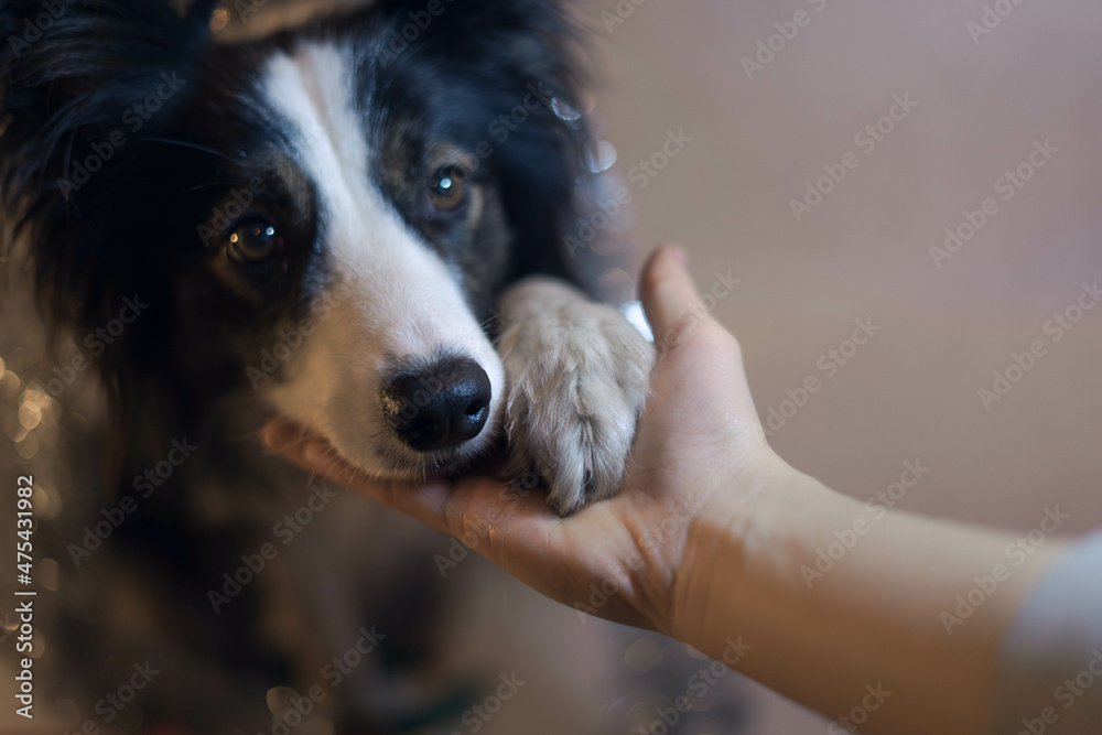 Fototapeta premium Dog head and human hand