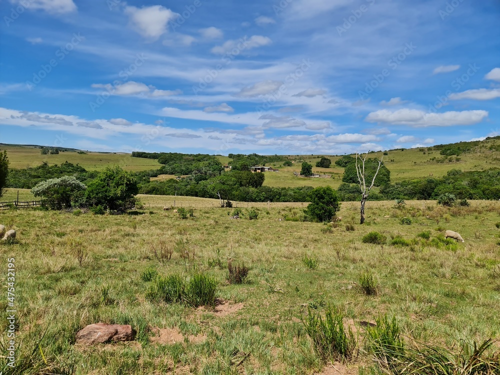 Obraz premium pecuária, fazenda, pasto, agronegócio