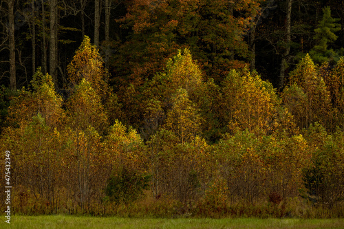 Late Day Light Highlights Forest Edge photo