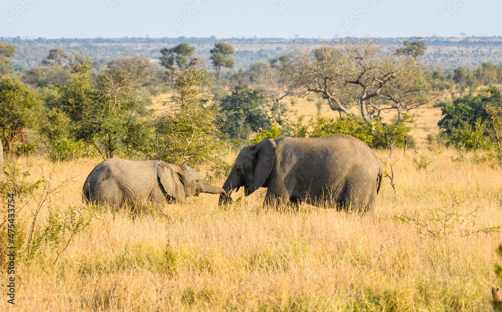 African Elephant Trunk-Holding African Elephant Trunk-Holding