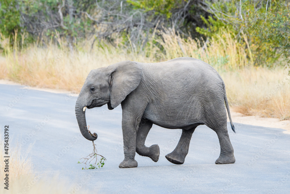 African Elephant with Branch on Road