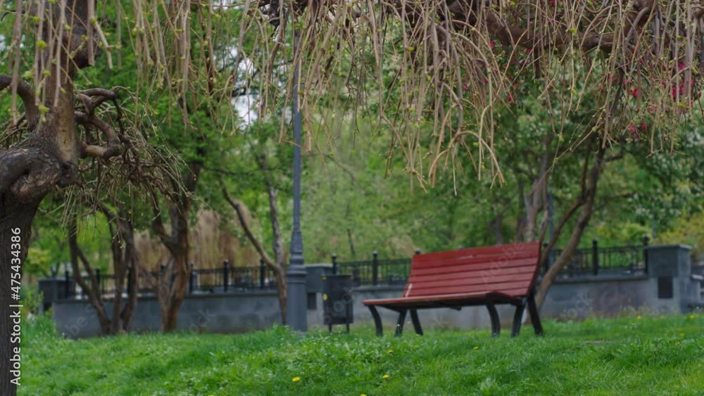City park view with amazing tree branches blooming against wooden bench. City park view with amazing tree branches blooming against wooden bench.