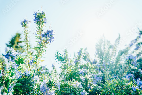 Blooming rosemary against the blue sky. Close-up