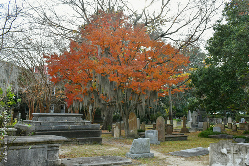 Red tree in a cemetery in Charleston, SC