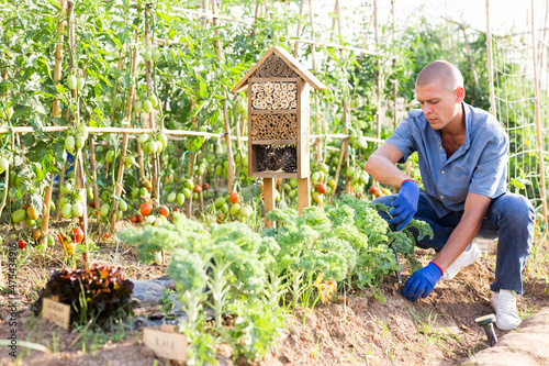 European man with trowel hilling kales in kitchen garden. Insect hotel placed in background. © JackF