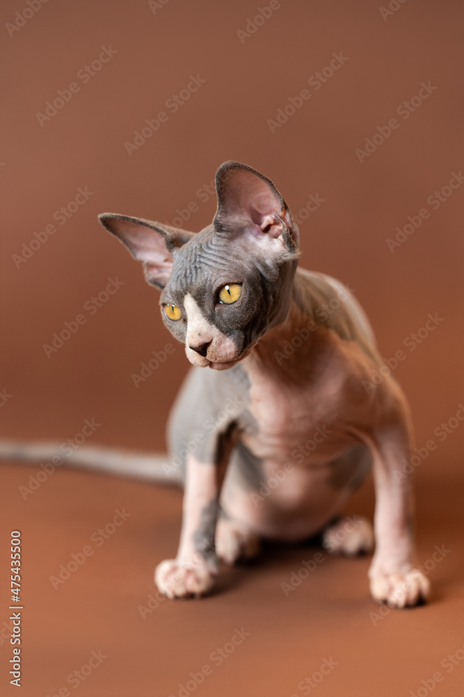 Cute Sphynx male kitten sitting with serious look and looking down. Kitten of blue and white color is four months old. Brown background. Front view, shallow depth of field. Studio shot.