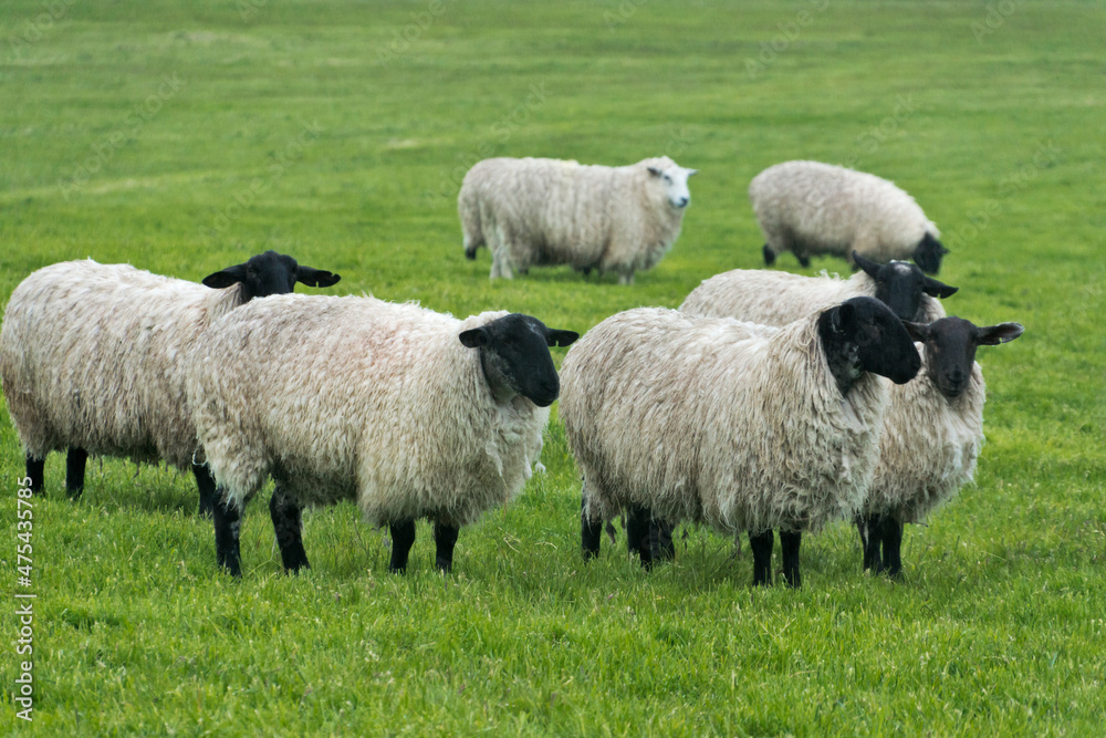Blackface ewe, Northumberland, England, UK Blackface ewe, Northumberland, England, UK