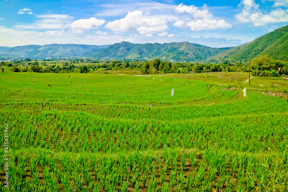 Landscape rice filed terrace, north Sumatra