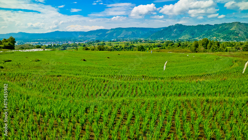 Landscape rice filed terrace  north Sumatra