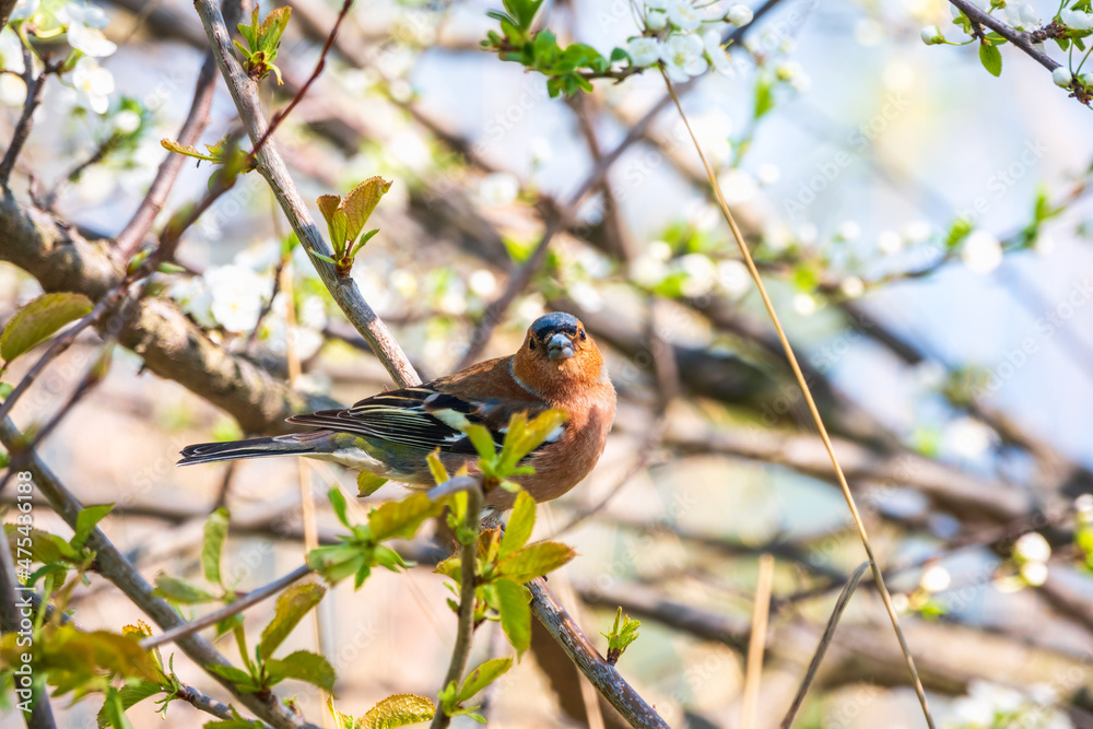 Common chaffinch, Fringilla coelebs, sits on a branch in spring on green background. Common chaffinch in wildlife. Common chaffinch, Fringilla coelebs, sits on a branch in spring on green background. Common chaffinch in wildlife.