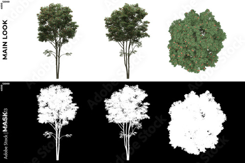 3D Rendering of Front, Left and Top view of Generic Trees with alpha mask to cutout and PNG editing. Forest and Nature Compositing. 