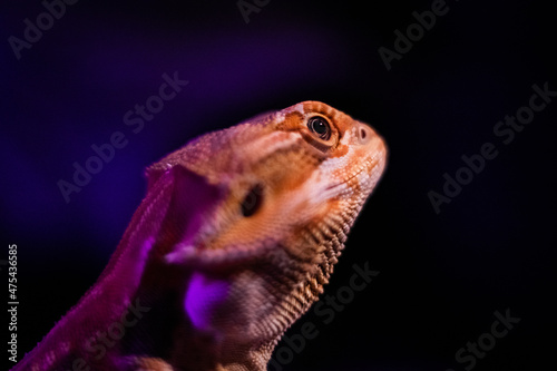 Closeup of a lizard's head against a dark background with free space for text photo