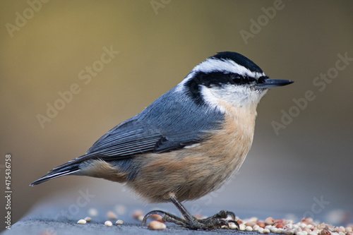 Schilderij op canvas Selective focus shot of nuthatch bird on a concrete surface with grains