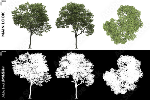 3D Rendering of Front, Left and Top view of Generic Trees with alpha mask to cutout and PNG editing. Forest and Nature Compositing. 