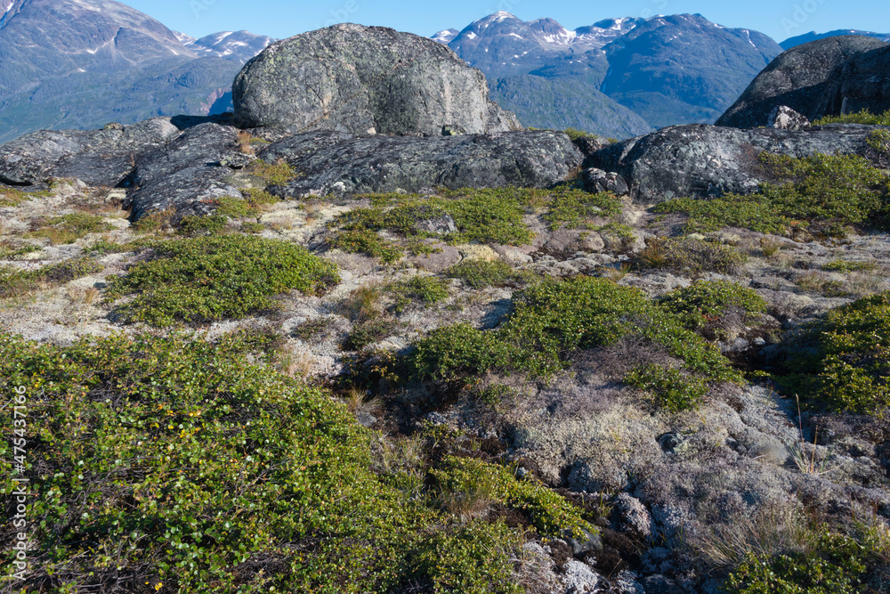 Moss growing on rocks in the mountain, Narsarsuaq, Greenland