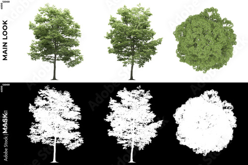 3D Rendering of Front, Left and Top view of Tree (Picea Pungens) with alpha mask to cutout and PNG editing. Forest and Nature Compositing. 