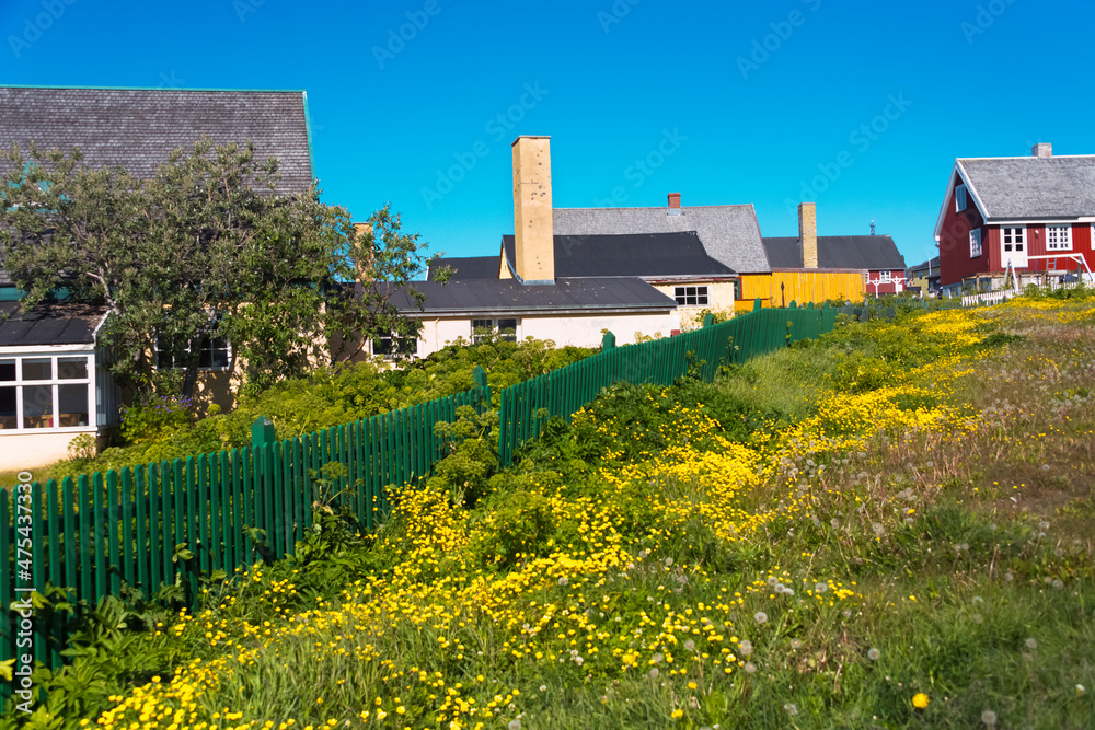 Brightly painted houses with yellow flower ground cover (Artic root, Rhodiola rosea), Nuuk, Greenland