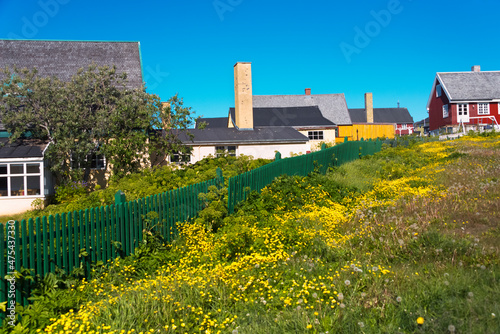 Brightly painted houses with yellow flower ground cover (Artic root, Rhodiola rosea), Nuuk, Greenland